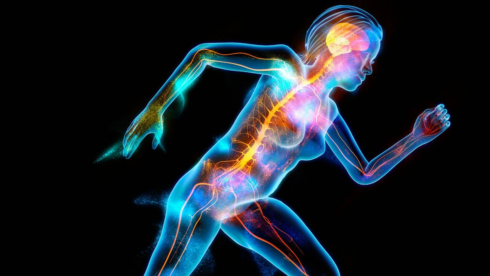 La comunicación entre cuerpo y cerebro – Systways Academy